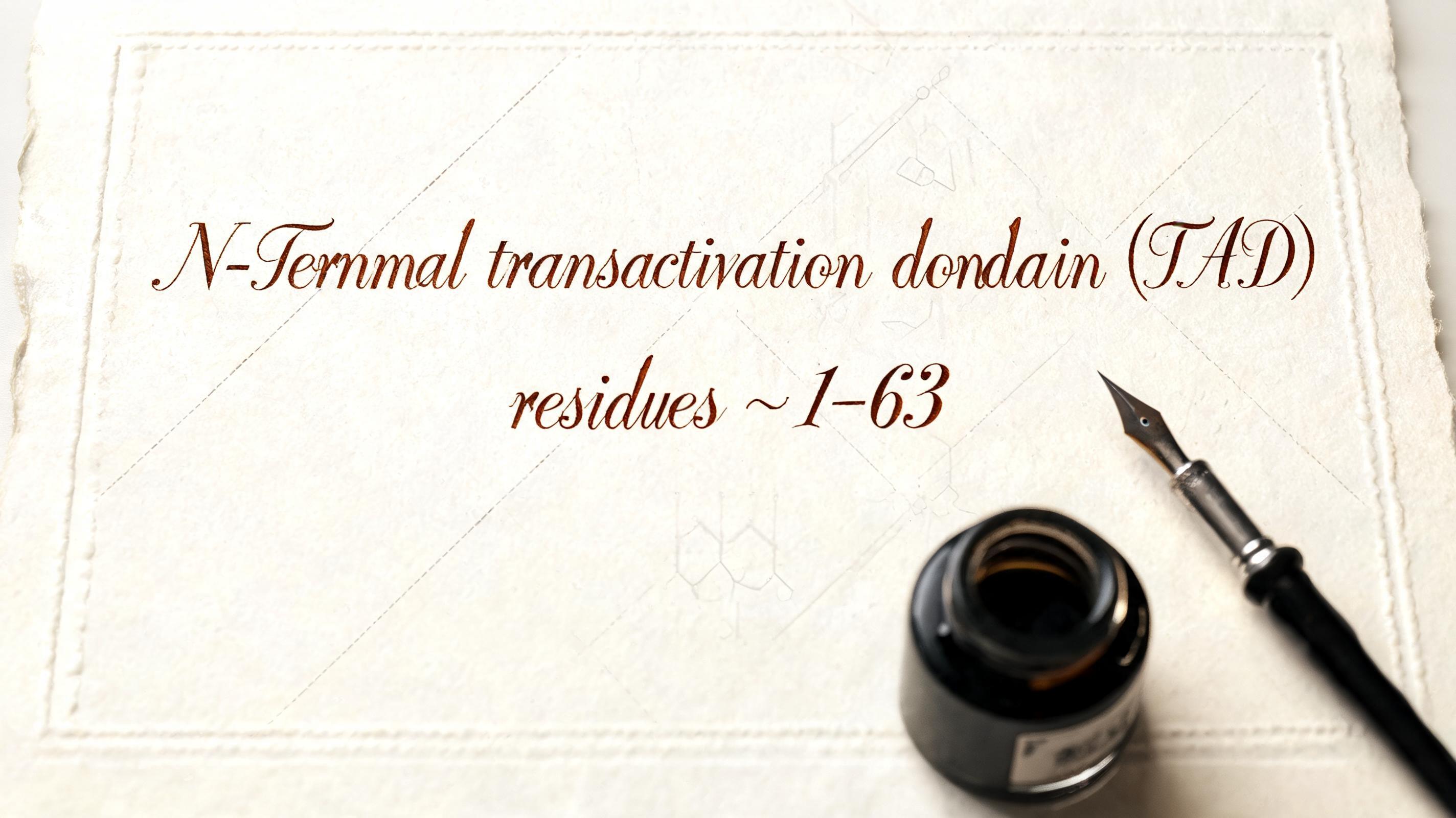"N-terminal transactivation domain (TAD), residues ~1–63" — Cursive Calligraphy | AI Text Effect Generator